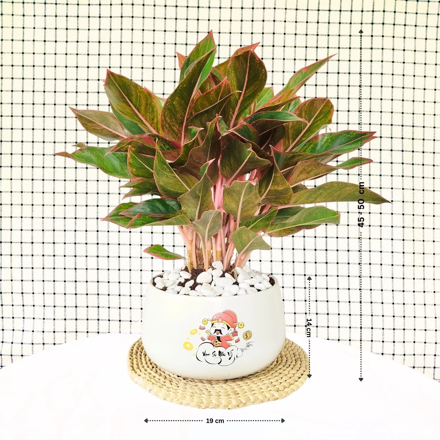 Cây Phú Quý Để Bàn