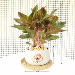 Cây Phú Quý Để Bàn