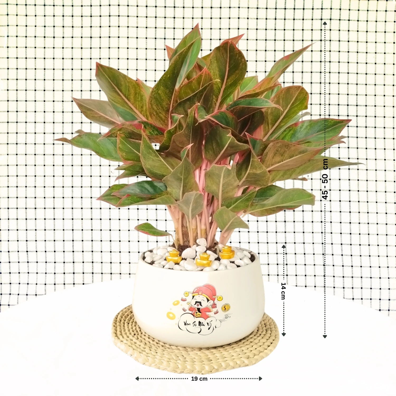 Cây Phú Quý Để Bàn