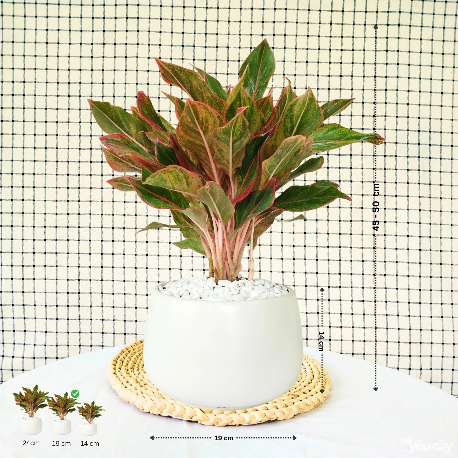 Cây Phú Quý Để Bàn