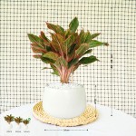 Cây Phú Quý Để Bàn