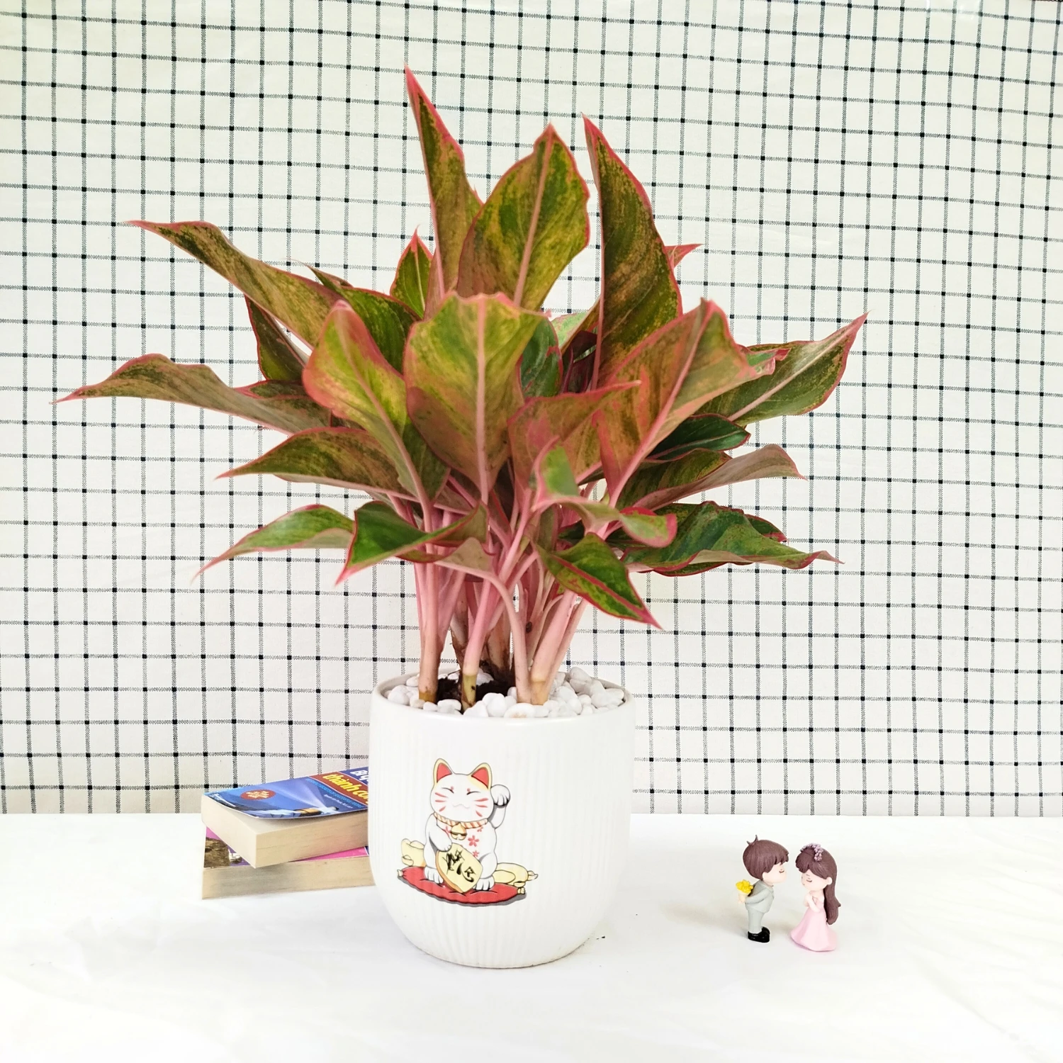 Cây Phú Quý Để Bàn