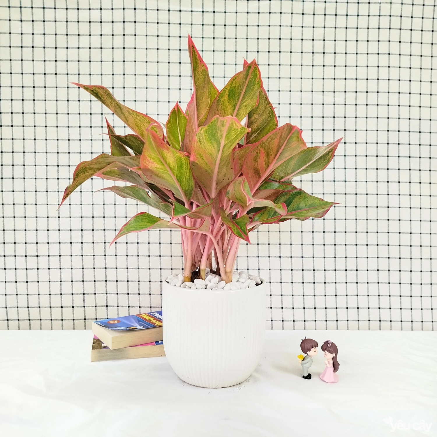 Cây Phú Quý Để Bàn