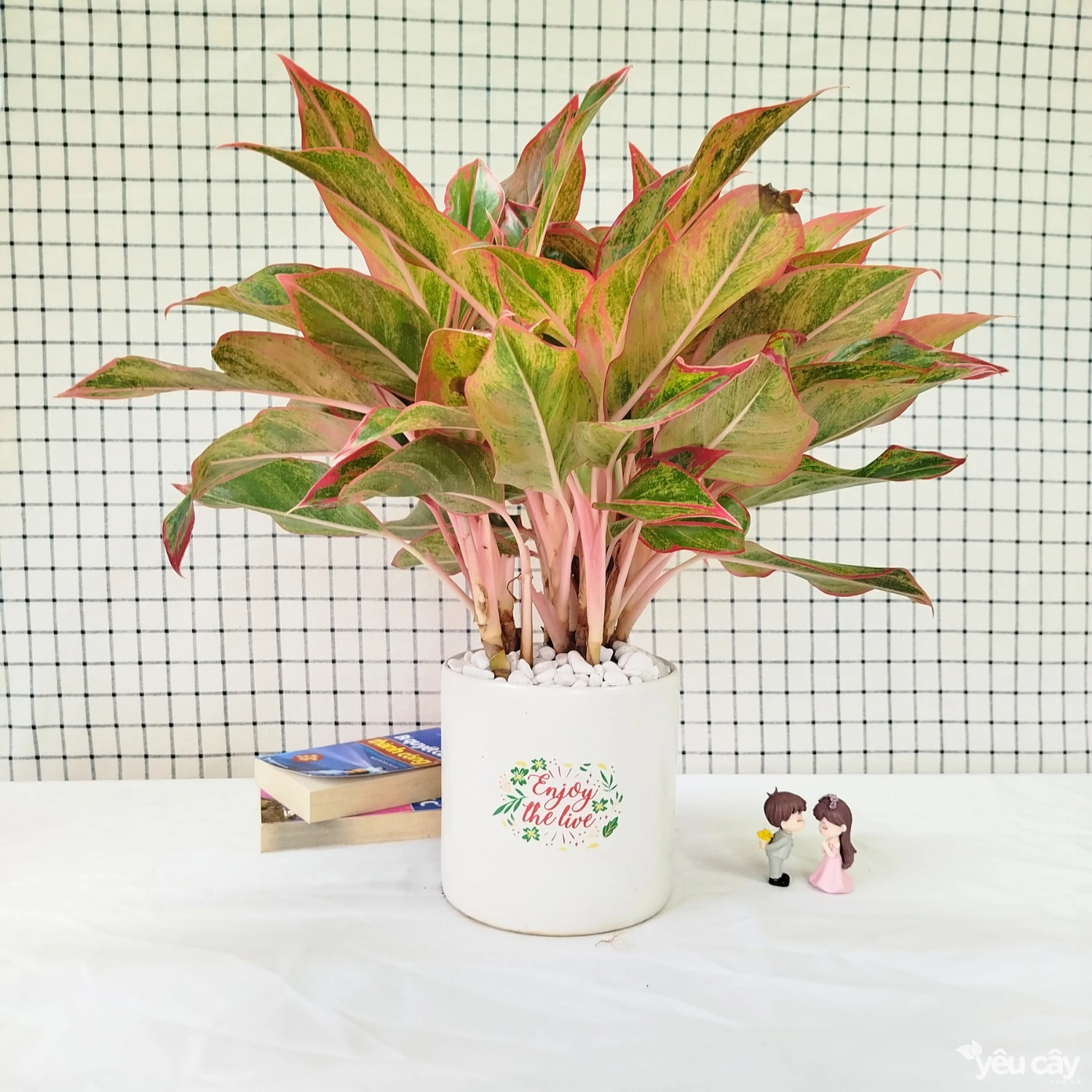 Cây Phú Quý Để Bàn