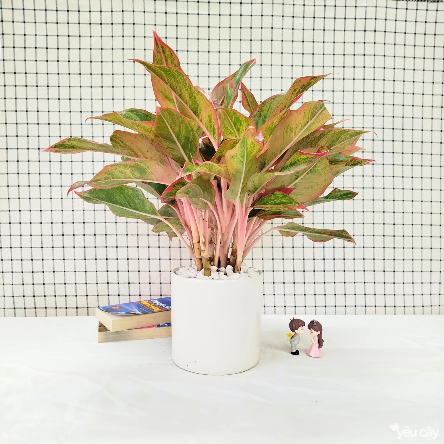 Cây Phú Quý Để Bàn