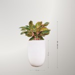 Cây Phú Quý To Để Sàn