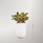 Cây Phú Quý To Để Sàn