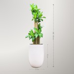 Cây Thiết Mộc Lan Gốc To Để Sàn