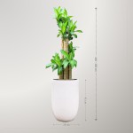 Cây Thiết Mộc Lan Gốc To Để Sàn