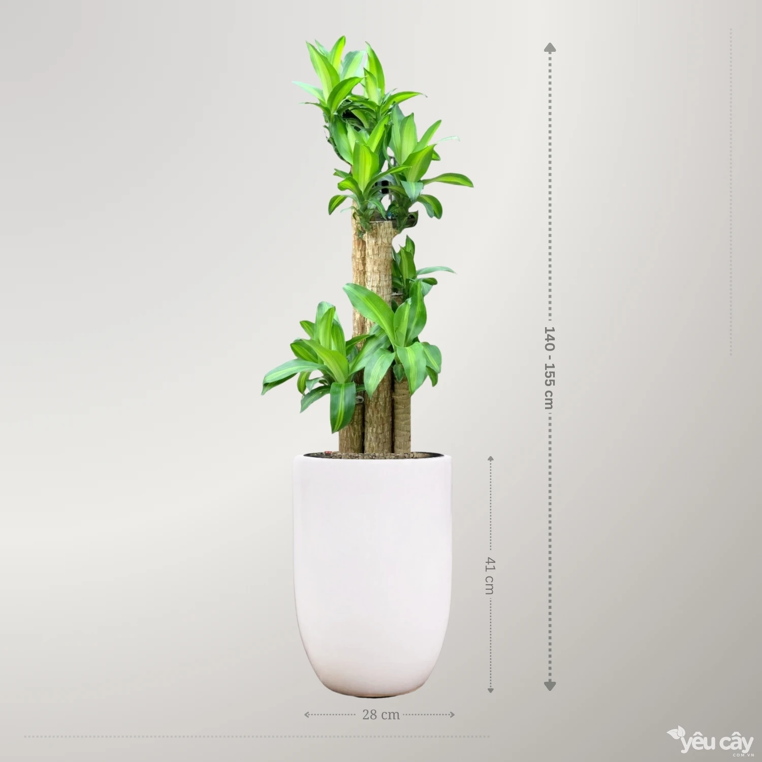 Cây Thiết Mộc Lan Gốc To Để Sàn