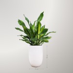 Cây Thiết Mộc Lan Ngọn Để Sàn