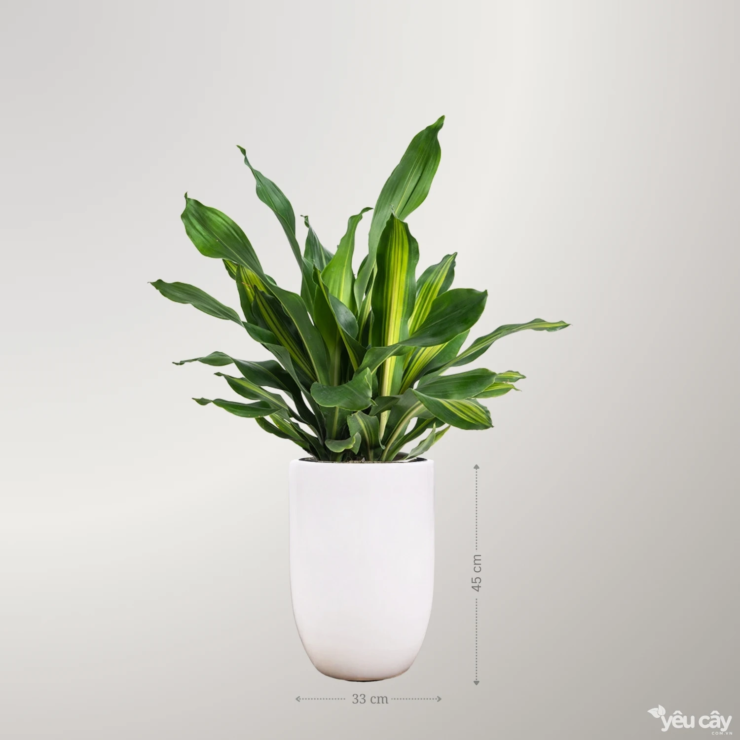 Cây Thiết Mộc Lan Ngọn Để Sàn