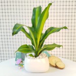 Cây Thiết Mộc Lan Lá Để Bàn