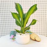 Cây Thiết Mộc Lan Lá Để Bàn