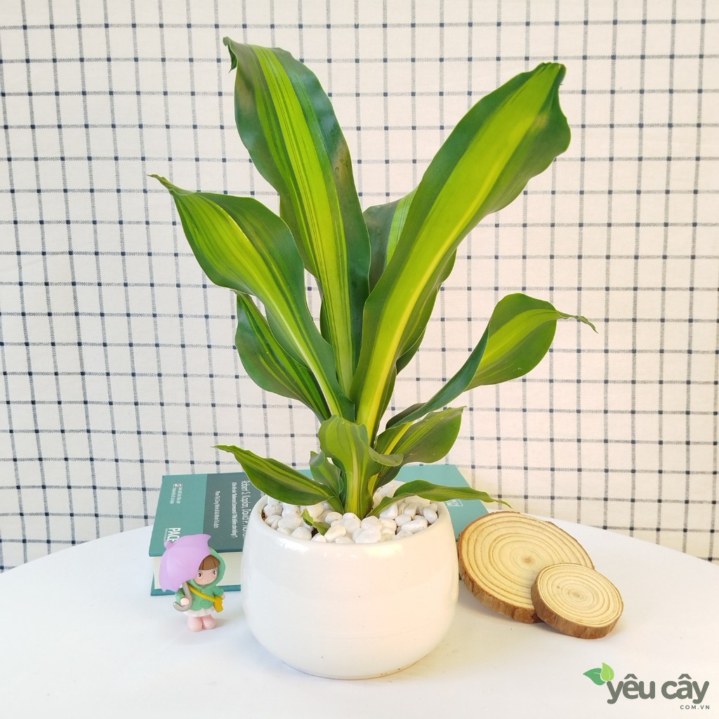 Cây Thiết Mộc Lan Lá Để Bàn