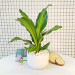 Cây Thiết Mộc Lan Lá Để Bàn