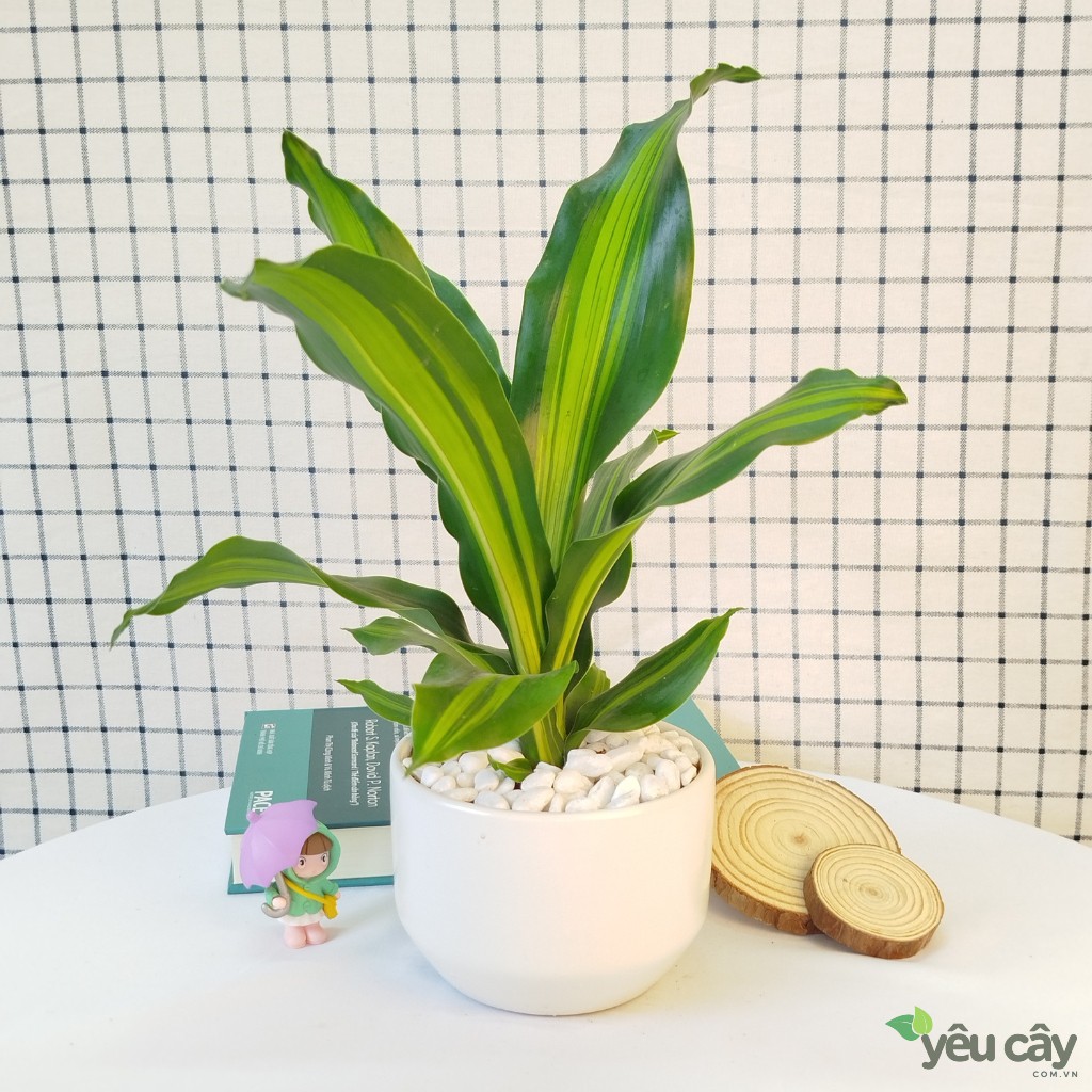 Cây Thiết Mộc Lan Lá Để Bàn