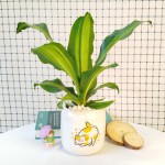 Cây Thiết Mộc Lan Lá Để Bàn