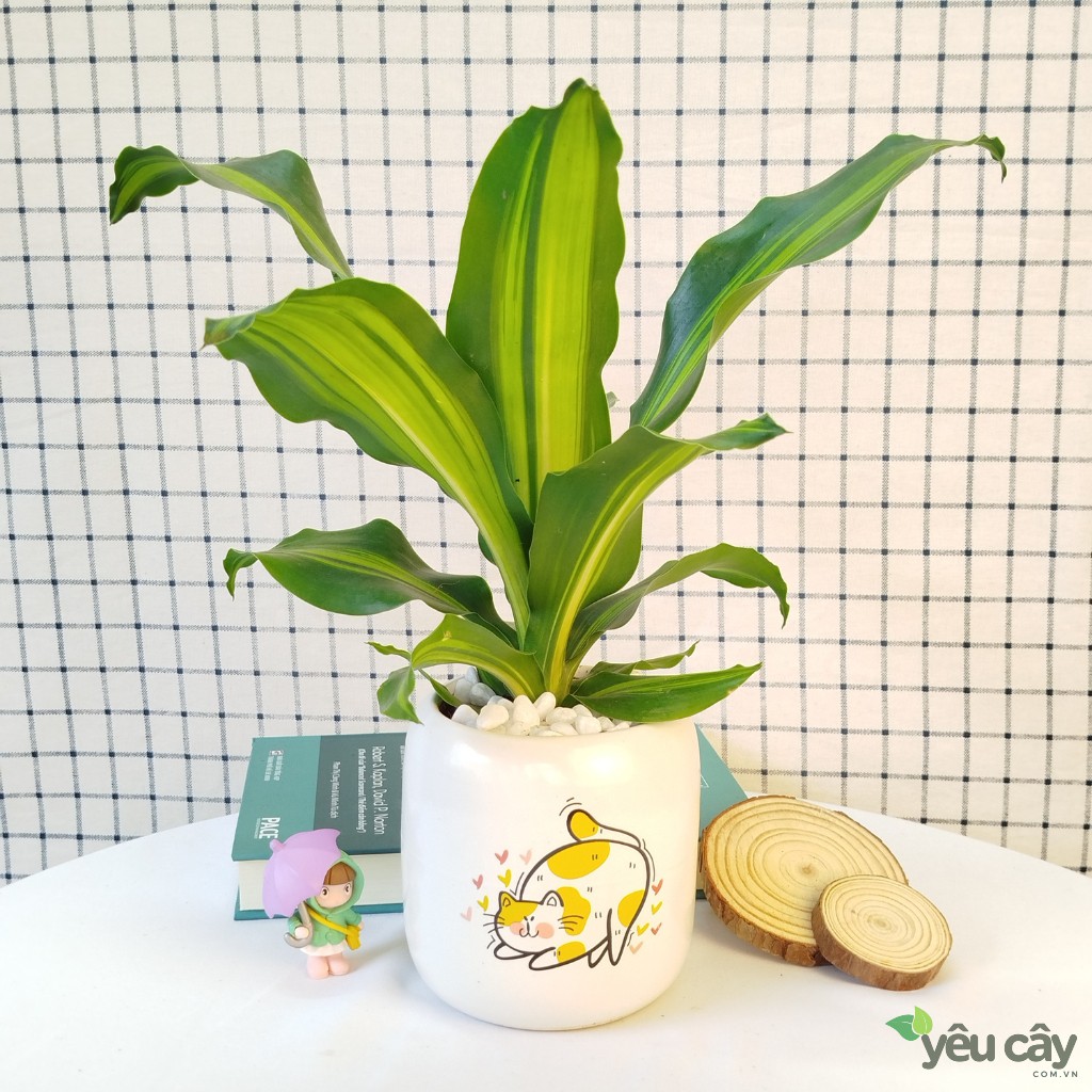 Cây Thiết Mộc Lan Lá Để Bàn