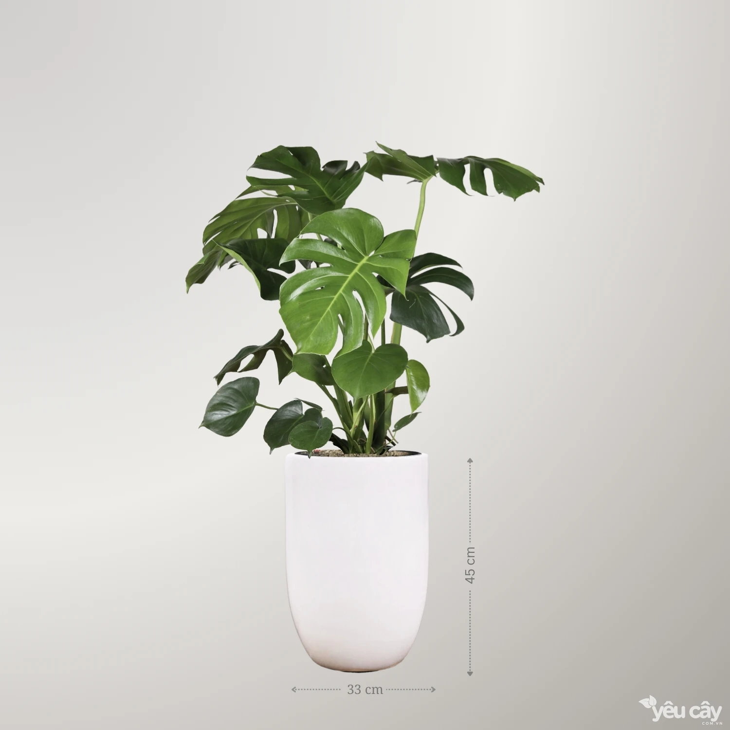 Cây Trầu Bà Lá Xẻ Monstera