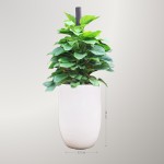 Cây Trầu Bà Leo Cột Để Sàn