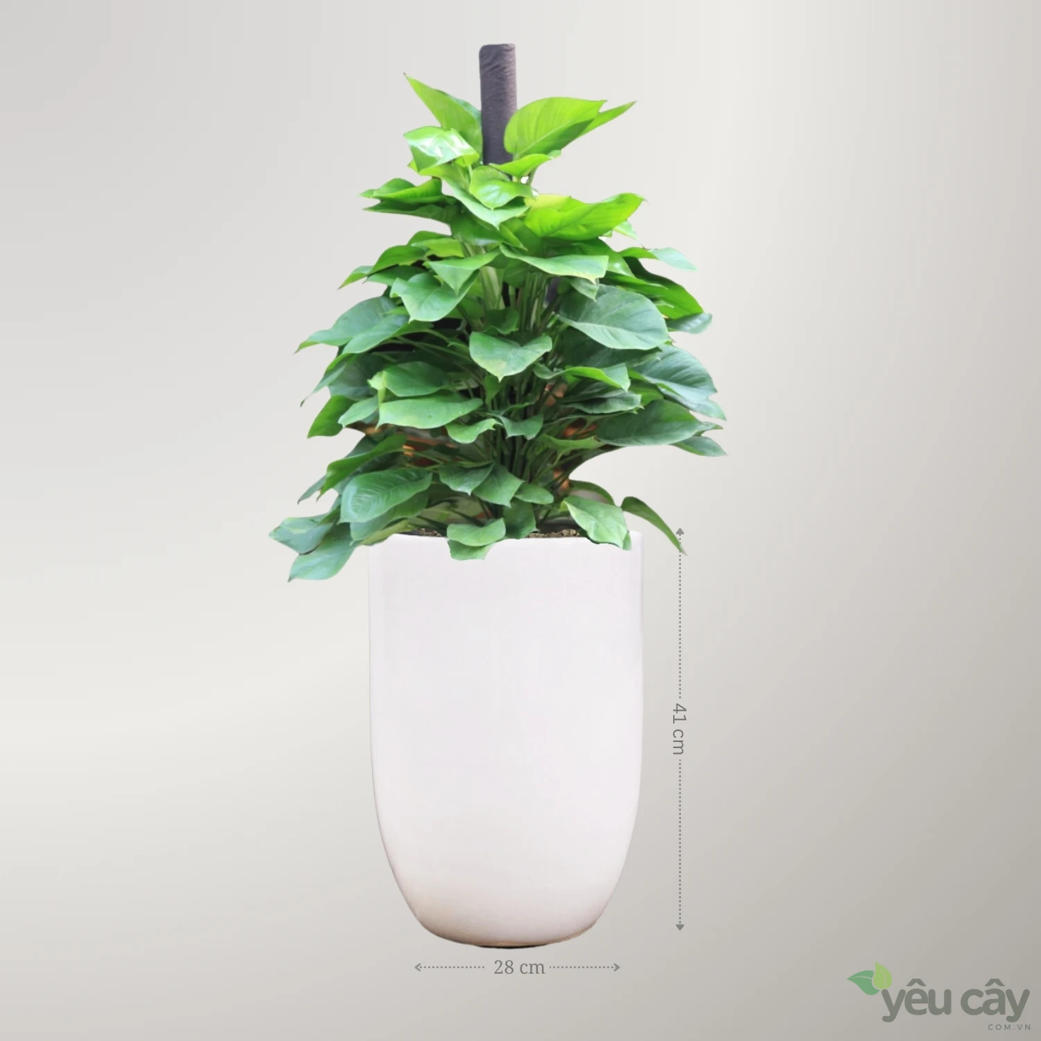 Cây Trầu Bà Leo Cột Để Sàn