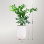 Cây Trầu Bà Thanh Xuân Để Sàn