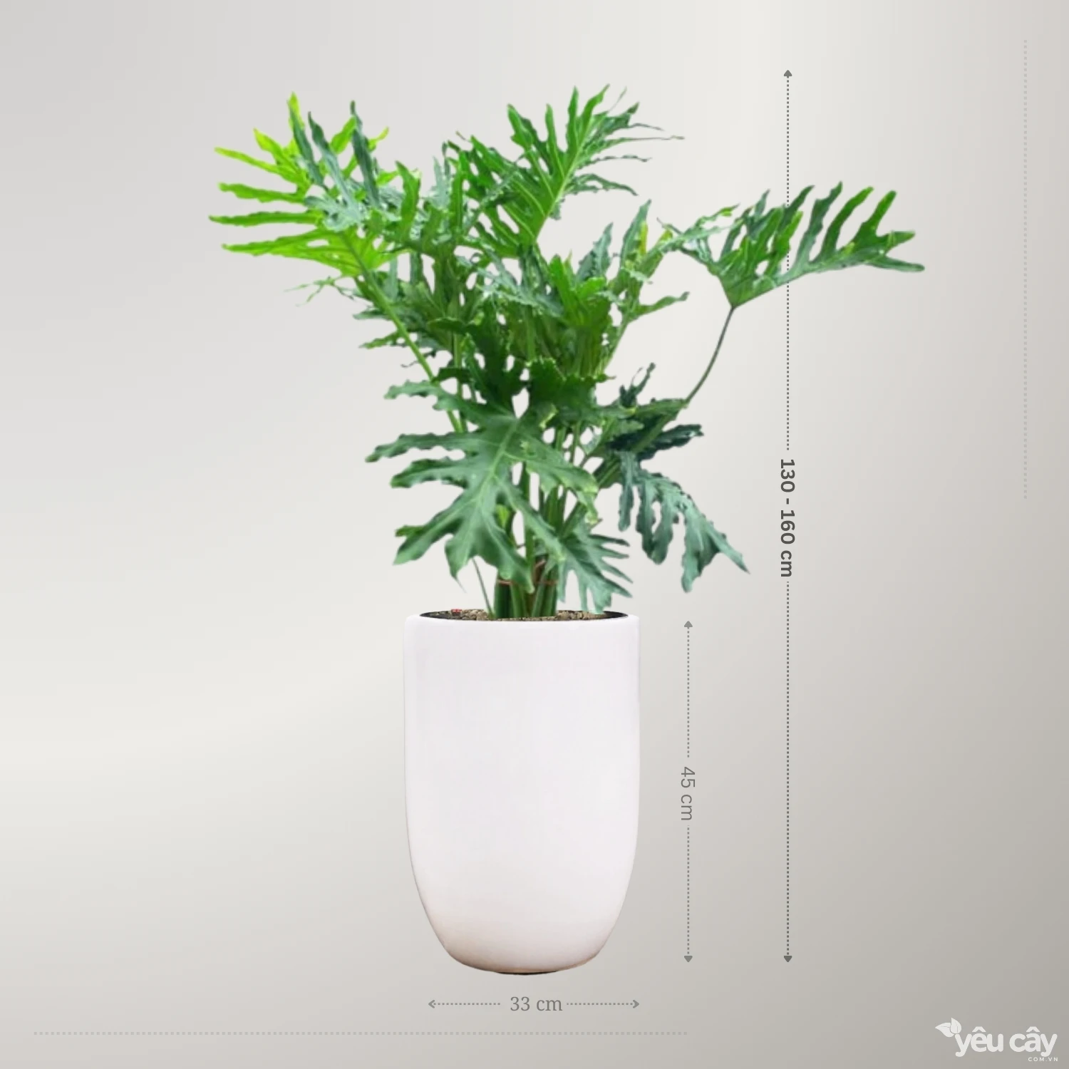 https://yeucay.com.vn/products/cay-trau-ba-thanh-xuan