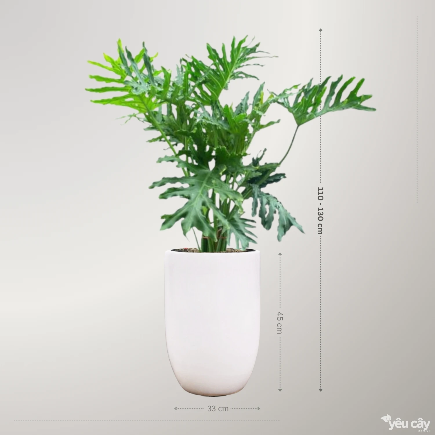 Cây Trầu Bà Thanh Xuân Để Sàn