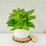 Cây Trầu Bà Xanh Để Bàn