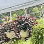 Cây Thài Lài Tím Treo Tường