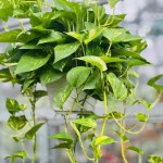 Cây Trầu Bà Lá Đốm Treo Tường