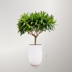 Cây Trúc Bách Hợp Để Sàn