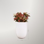 Cây Vạn Lộc To Để Sàn