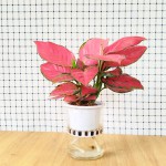 Cây Vạn Lộc Đỏ Thủy Sinh Để Bàn