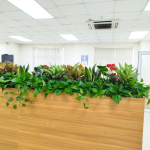 Chậu Cây Mix: Hồng Môn, Lưỡi Hổ, Ngọc Ngân, Vạn Niên Thanh