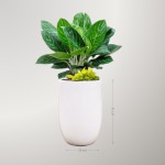 Cây Bạch Mã Hoàng Tử Kết Hợp Trầu Bà Vàng