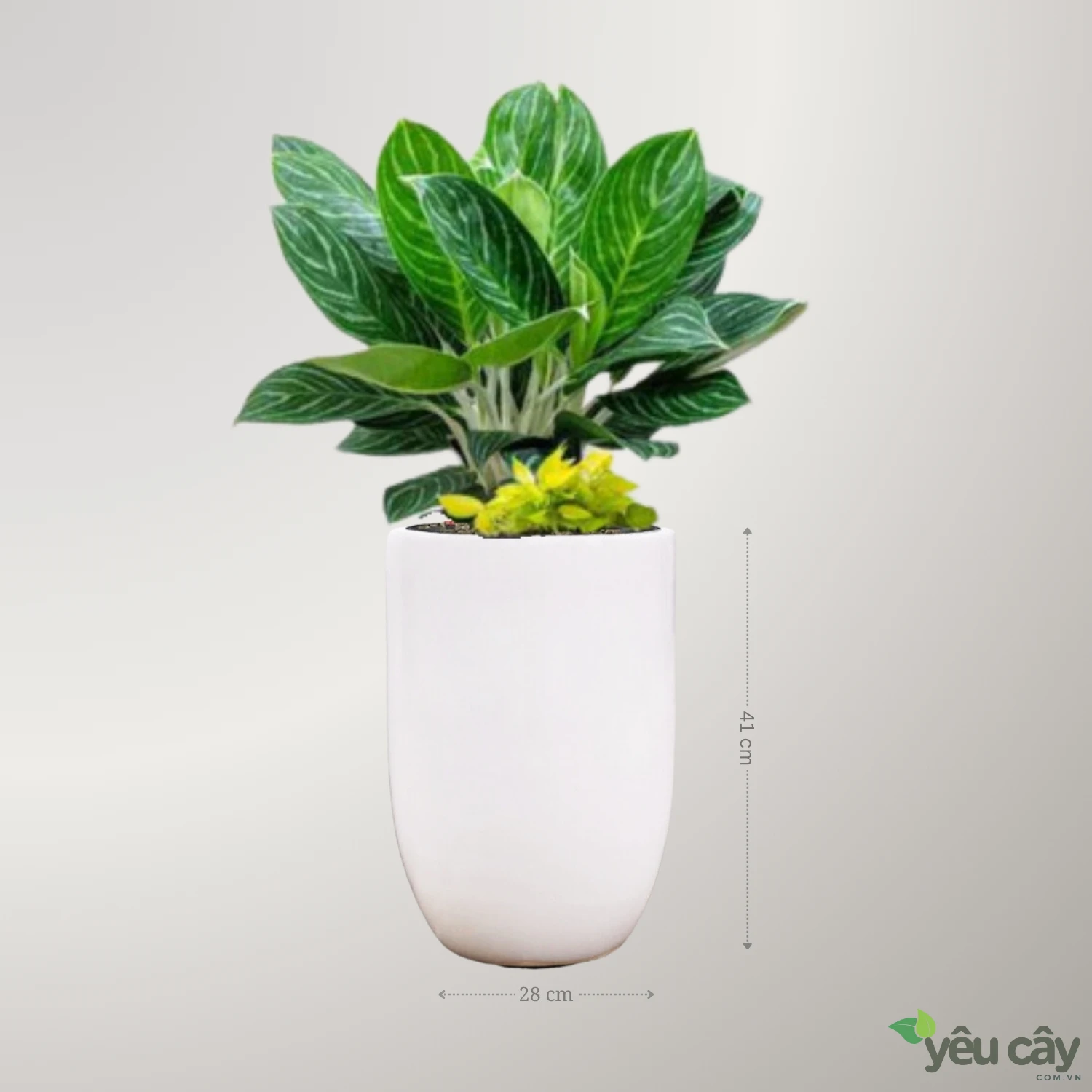 https://yeucay.com.vn/products/cay-bach-ma-hoang-tu-ket-hop-trau-ba-vang