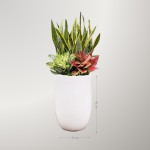 Chậu Cây Lưỡi Hổ Mix Cùng Ngọc Ngân, Vạn Lộc