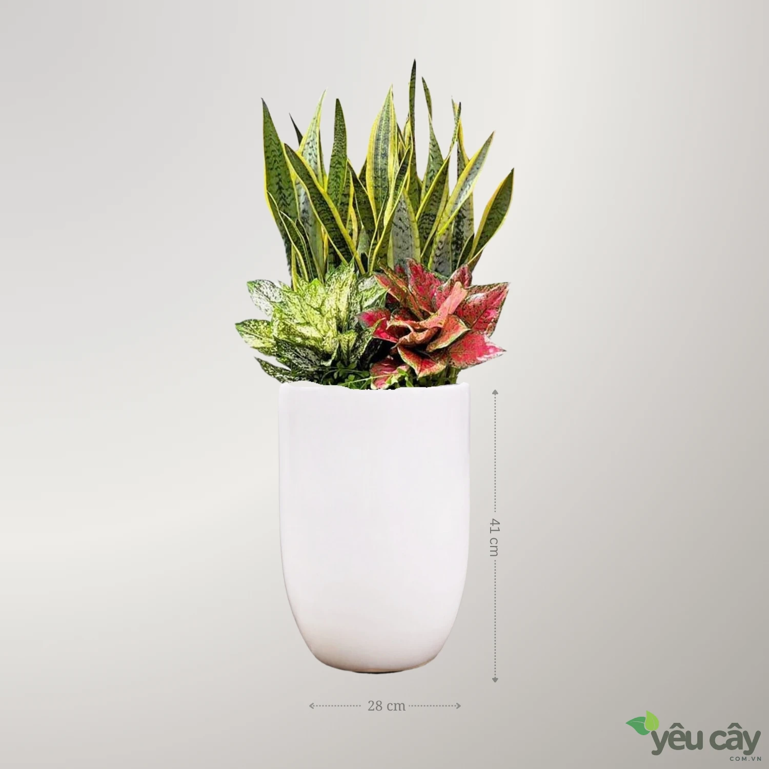 Chậu Cây Lưỡi Hổ Mix Cùng Ngọc Ngân, Vạn Lộc