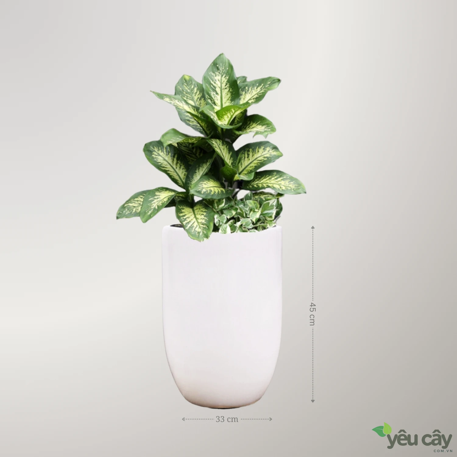 Cây Đại Niên Thanh Mix Trầu Bà Cẩm Thạch