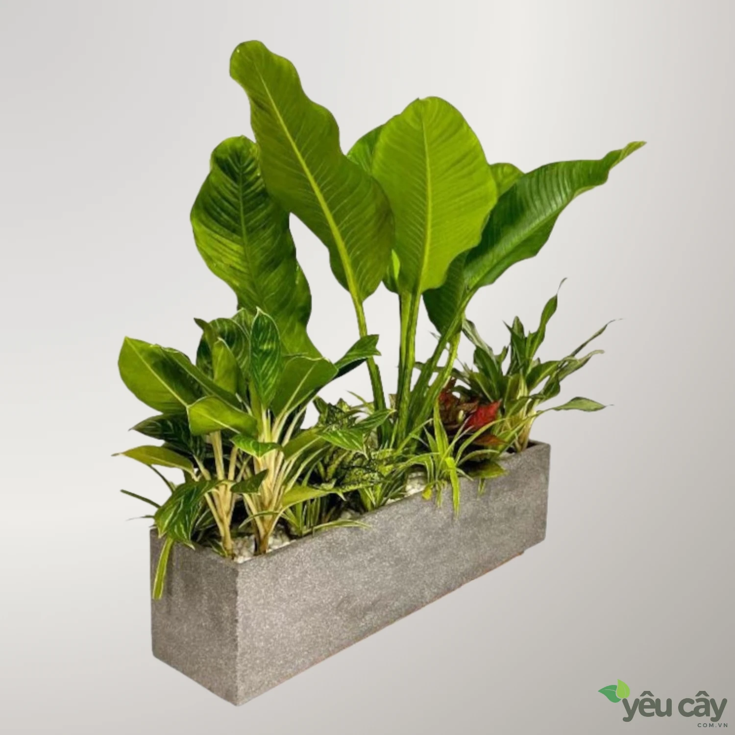 https://yeucay.com.vn/products/mix-cay-dai-phu-gia-bach-ma-hoang-tu-ngoc-ngan-van-loc-co-lan-chi