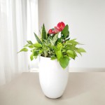 Chậu Cây Mix: Lưỡi Hổ, Hồng Môn, Ngọc Ngân, Trầu Bà