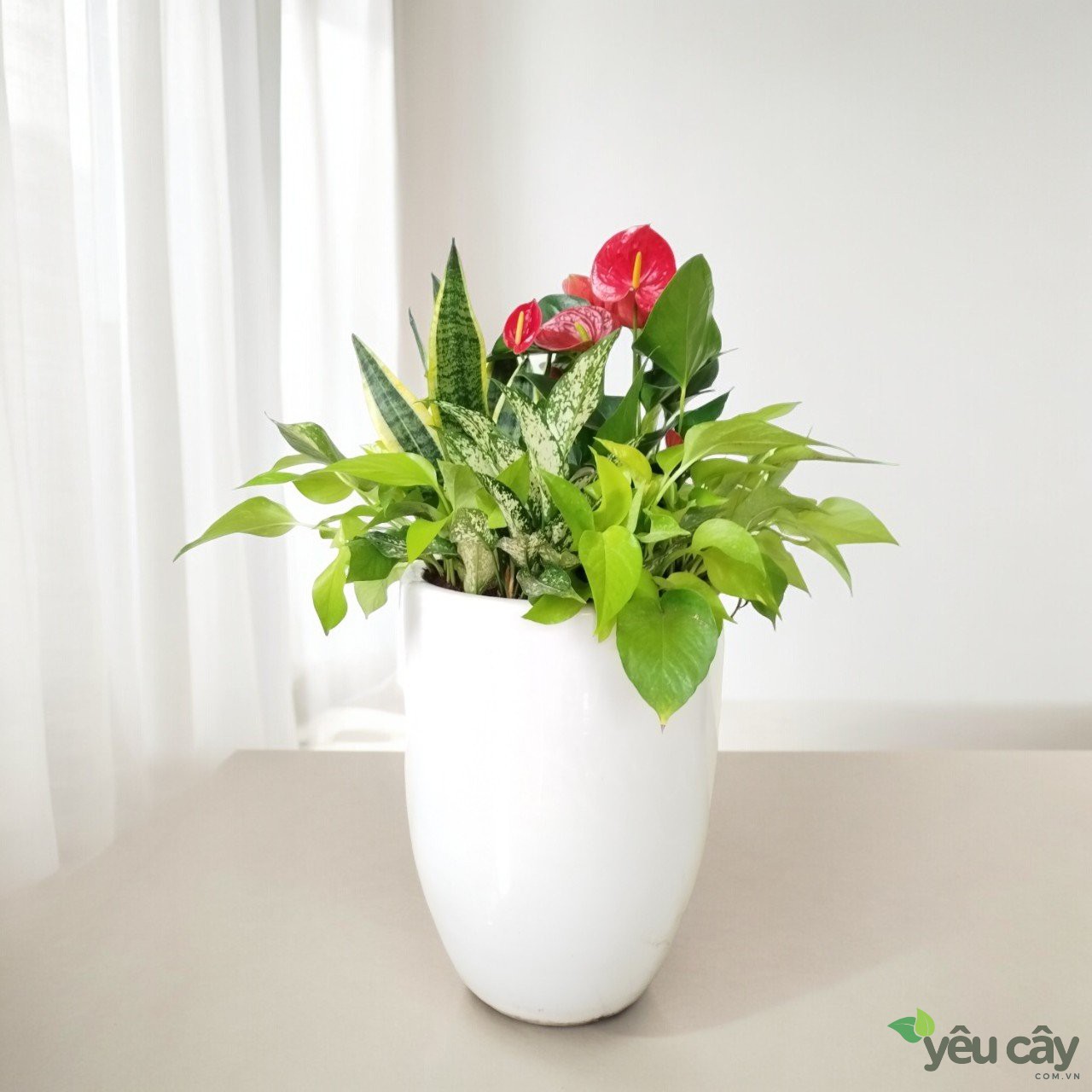 Chậu Cây Mix: Lưỡi Hổ, Hồng Môn, Ngọc Ngân, Trầu Bà