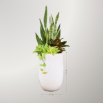 Chậu Cây Lưỡi Hổ Mix Phú Quý, Trầu Bà Vàng