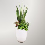 Chậu cây mix: Lưỡi Hổ, Ngọc Ngân, Vạn Lộc, Trầu Bà