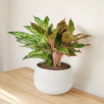 Chậu Cây Mix: Phú Quý, Ngọc Ngân