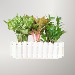 Chậu Cây Hàng Rào Mix: Ngọc Ngân, Phú Quý, Hồng Môn, Kim Tiền