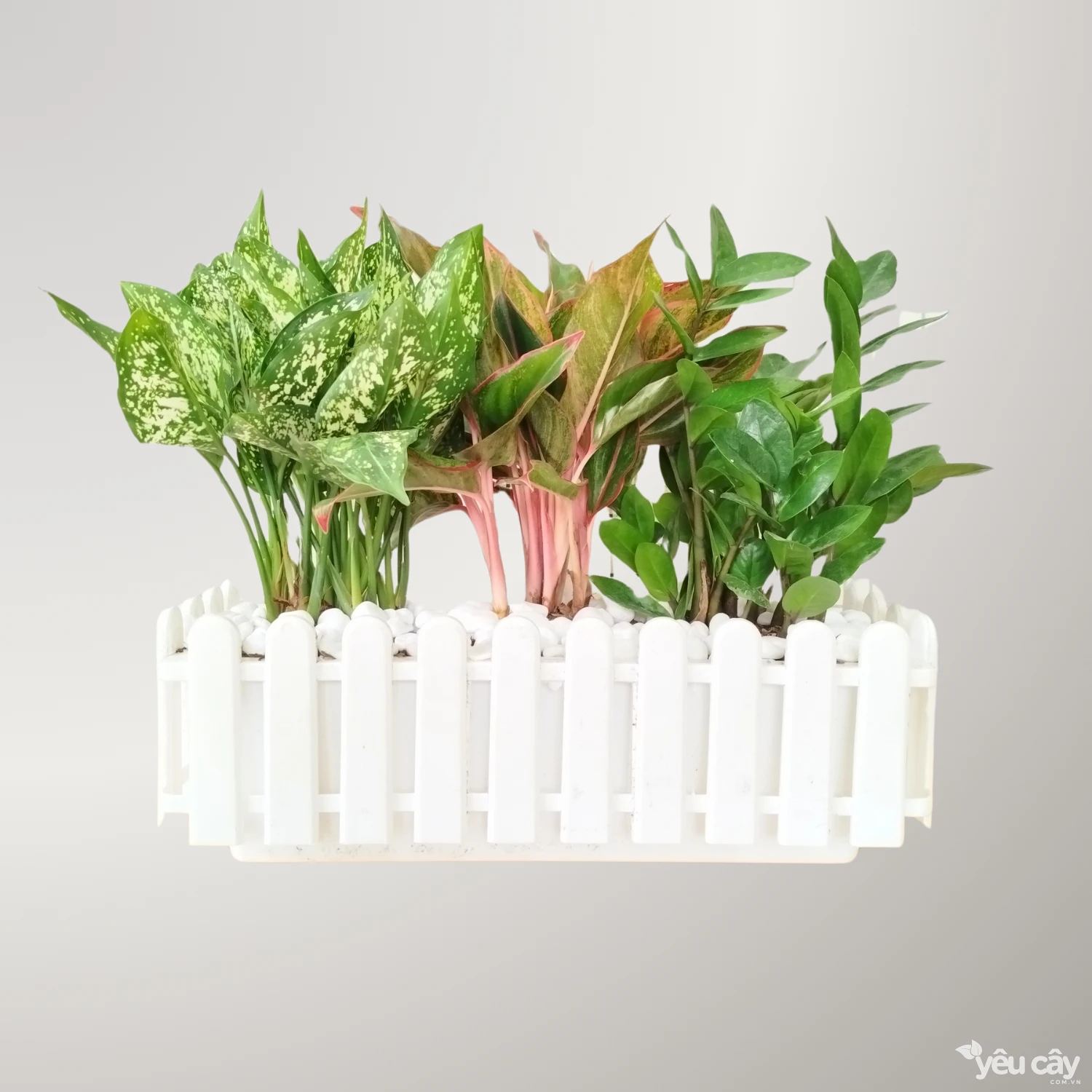 Chậu Cây Hàng Rào Mix: Ngọc Ngân, Phú Quý, Hồng Môn, Kim Tiền