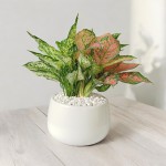 Cây Ngọc Ngân Mix Vạn Lộc